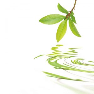 leaf-reflection-bg